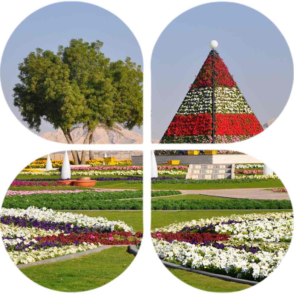 COFOCSP PRO Services In Alain